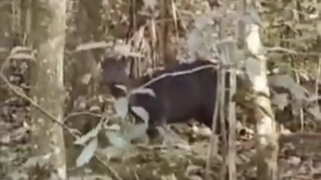 Nature’s Palette in Kurseong: Rare ‘Twin’ Deer Sightings Stun Wildlife Experts