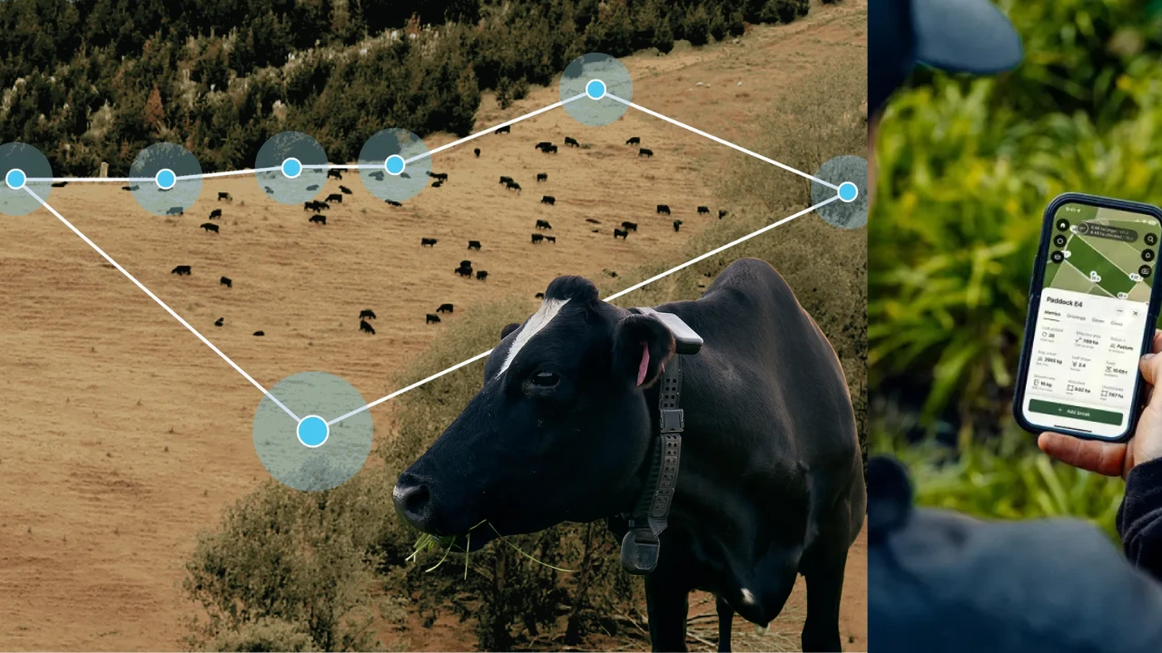 No Fence, No Dogs: How Halter’s AI Collar Uses Sound Waves to Herd Cattle with a Smartphone